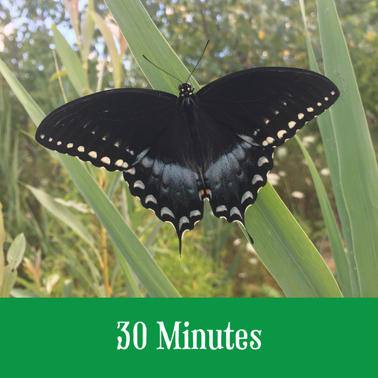 Butterfly with wings open and text stating 30 minutes