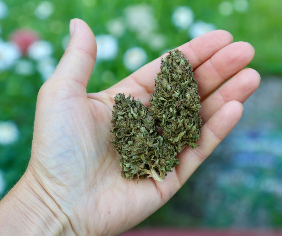 A close-up of a person's hand holding three dried, textured green buds against a blurred outdoor garden background.
