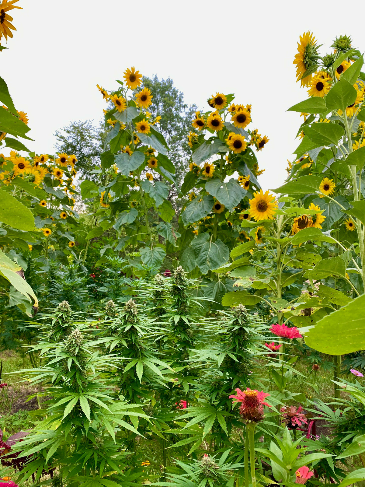 A lush garden scene filled with tall sunflowers and green hemp plants, with a few pink flowers mixed in. The sky is visible in the background above the plants.