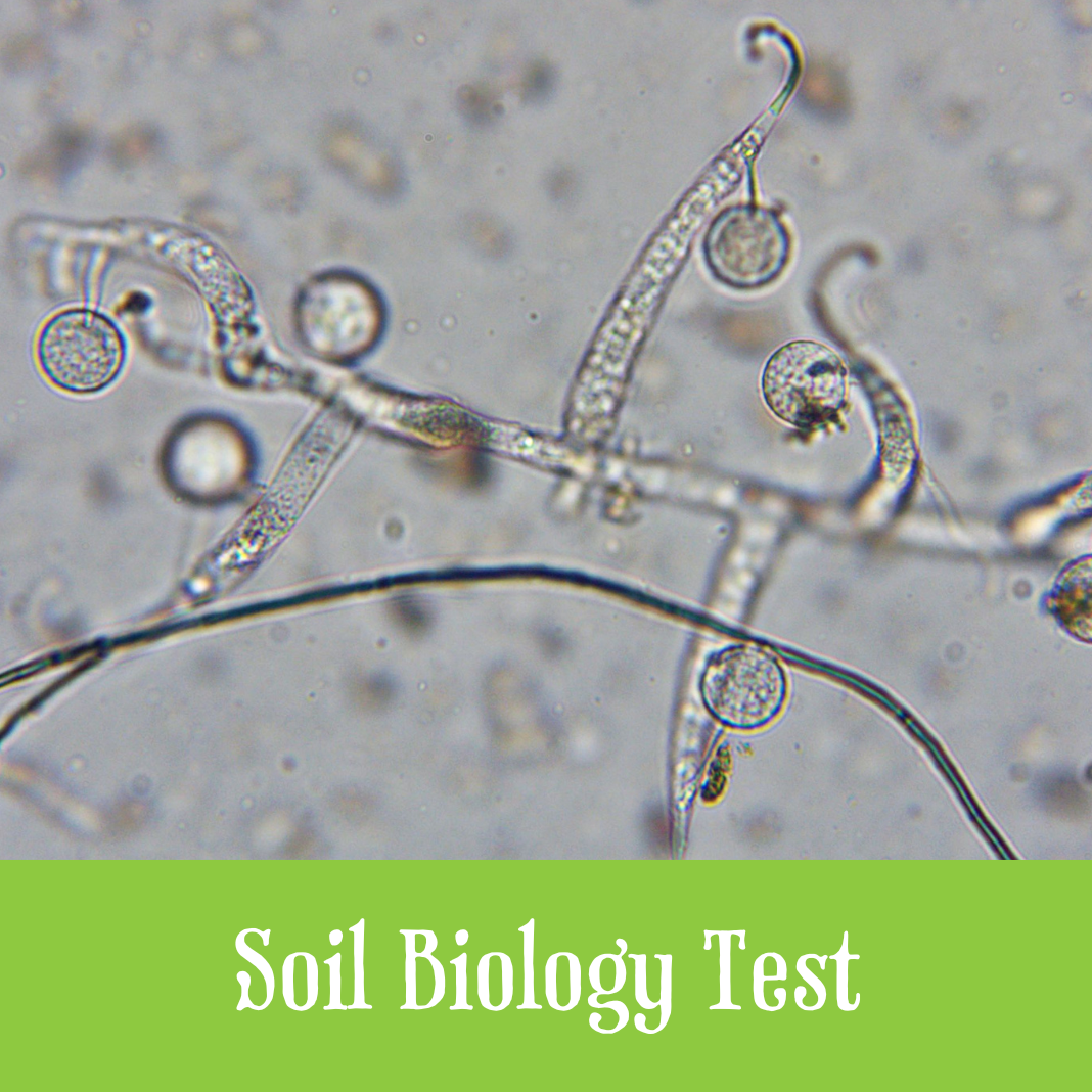 image of soil microorganisms with text stating soil biology test